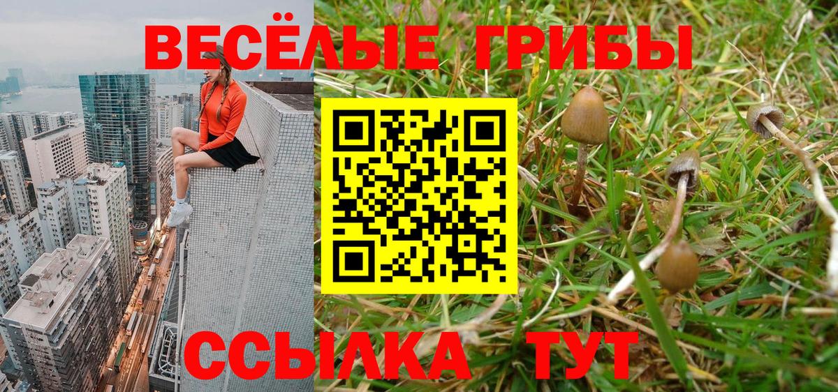 Псилоцибиновые грибы Psilocybe Шахты